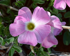Oxalis lawsonii