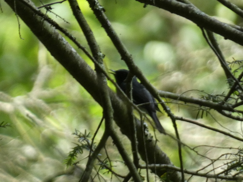 Appalachian Black-throated Blue Warbler