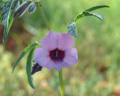 Sesamum triphyllum
