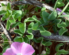 Oxalis lawsonii