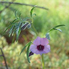 Sesamum triphyllum