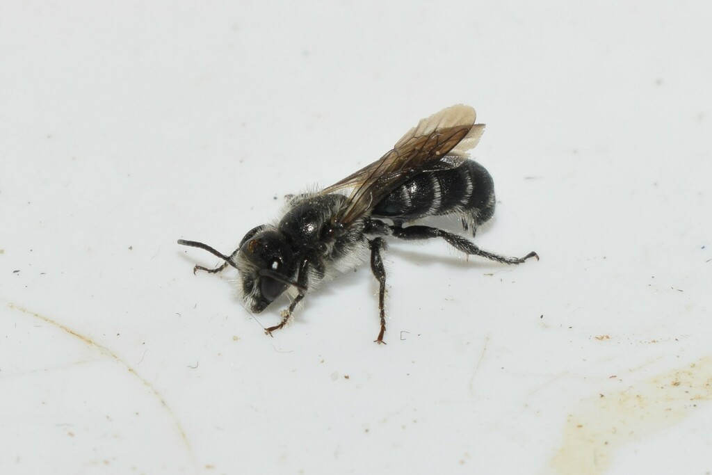 Chelostoma aegaeicum
