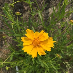 Asteraceae