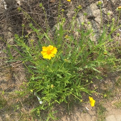 Asteraceae