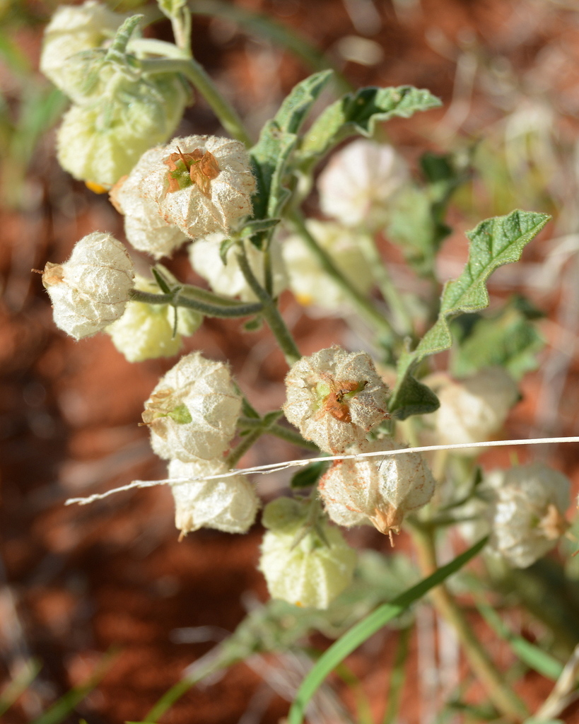 Hermannia comosa