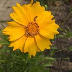 Asteraceae