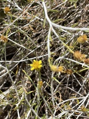 Rhanterium epapposum, photograph (c) Chase Mathey, some rights reserved (CC BY)