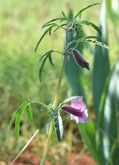 Sesamum triphyllum
