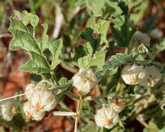 Hermannia comosa