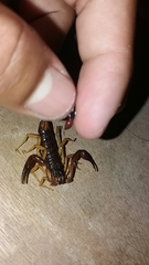 Centruroides edwardsii