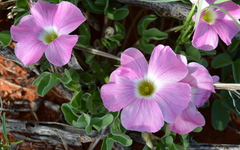 Oxalis lawsonii