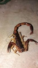 Centruroides edwardsii