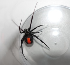 Latrodectus cinctus