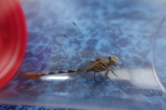 Paragomphus sinaiticus