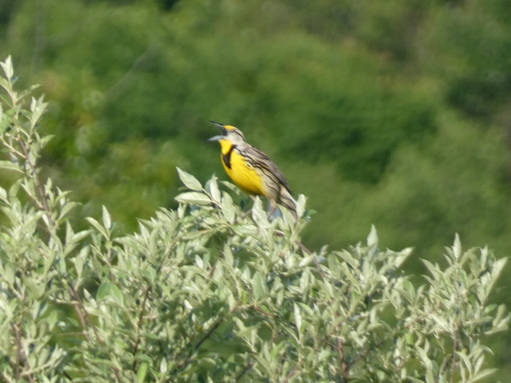 Eastern Meadowlark