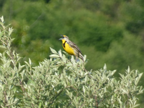 Eastern Meadowlark