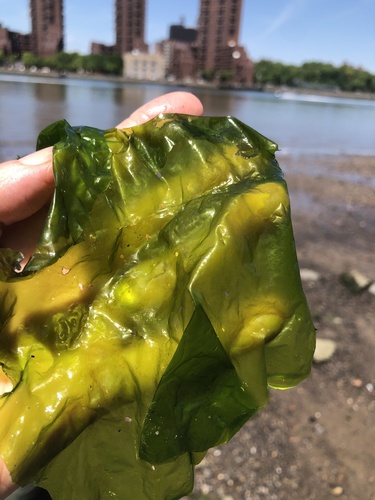 Ulva lactuca