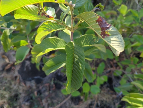 Psidium guajava observed 2024-05-28