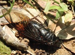 Cryptotympana mandarina