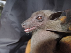 Stenonycteris lanosus