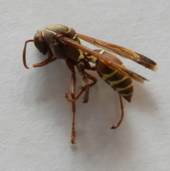 Polistes fastidiosus
