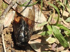 Cryptotympana mandarina