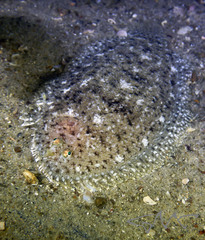 Aseraggodes lenisquamis