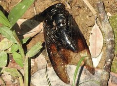 Cryptotympana mandarina