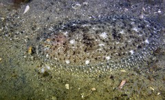 Aseraggodes lenisquamis