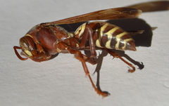 Polistes fastidiosus