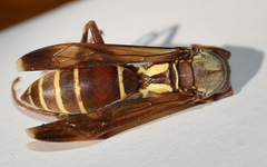 Polistes fastidiosus