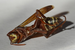 Polistes fastidiosus