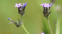 Allophyllum gilioides