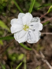 Stylisma pickeringii