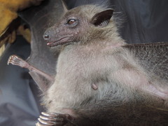 Stenonycteris lanosus
