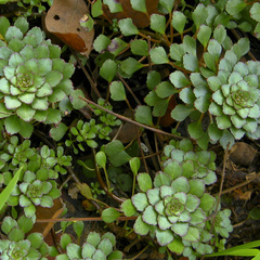 Ludwigia sedoides