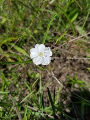 Stylisma pickeringii