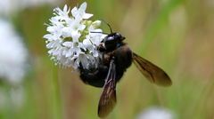 Xylocopa californica californica