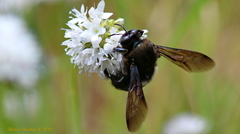 Xylocopa californica californica
