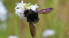 Xylocopa californica californica