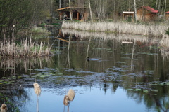 Bucephala