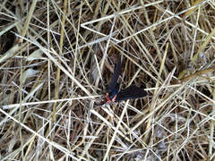 Ctenucha rubroscapus