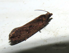 Cryptaspasma sordida