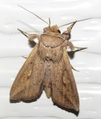 Hyphilare