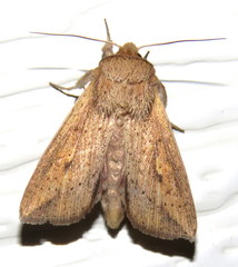 Hyphilare
