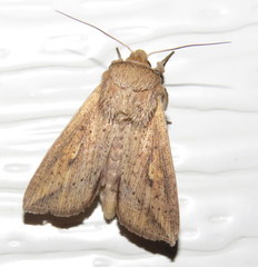 Hyphilare