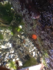 Cnemidocarpa finmarkiensis