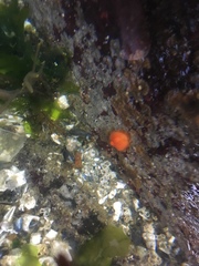 Cnemidocarpa finmarkiensis