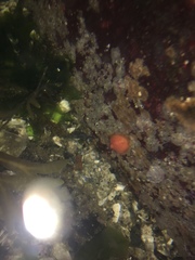 Cnemidocarpa finmarkiensis