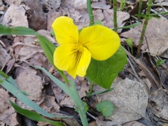 Viola uniflora